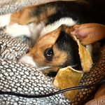 Harley The Dog - @harley.tater - Instagram