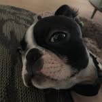 Harley - @harley_bosti_terry - Instagram