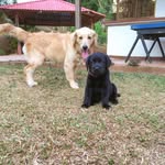 Harley&Terry - @terryharleydogs - Instagram
