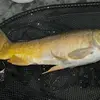 Topfisher1 - @harley.terry022 - TikTok
