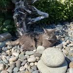 Harley Thornton - @bosscat_harley - Instagram