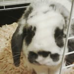 Harley Thornton - @harley_the_rabbit_ - Instagram