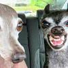Harley Walton - @iloveanimals552 - TikTok
