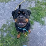 Harley Webster - @harleytherottie18 - Instagram