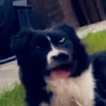 Harley - @harley.whittle - Instagram