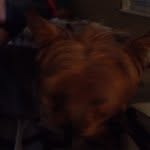 Harley Whitt - @harleythedog122 - Instagram