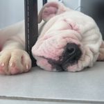 Harley Queen Willis - @harleywillis_bulldog507 - Instagram
