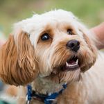 Harley Willis 💙 - @harley.cavoodle - Instagram