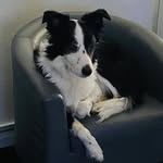 Harley - @harley_wilson_junior_armstrong - Instagram