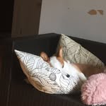 Harley Yang - @harleyyang55 - Instagram