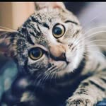 Harley Yang - @harleyyang26 - Instagram