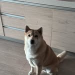 Harleyyuan - @harleyyangbo - Instagram