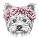 Harley🐶 | Йорк Казань - @harley_york_ - Instagram
