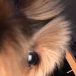 Harley Davidson - @harley__yorkie - Instagram