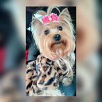 Harley - @harley.yorkshire - Instagram