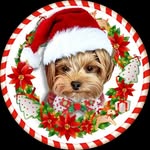 🧬Harley🧬 - @harley_yorkie_quinn___ - Instagram
