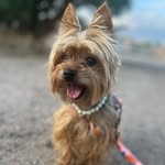 Harley - @harleytheteacupyorkie - Instagram