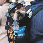 Harley - @harleyyorkieadventures - Instagram