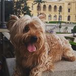 Harley o yorkshire aventureiro🐾 - @harle_yyork - Instagram