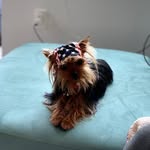 Harley Quinn - @harley_yorkie_adventures - Instagram