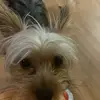 Harley The Yorkie - @harley.the.yorkie - TikTok