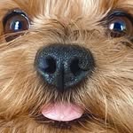 @harley_yorkshire_ - Instagram