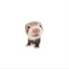 Charlotte Olson - @charlotte.olson59 - TikTok