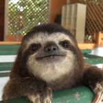 Hamin Kim - @babyslotharms - Instagram