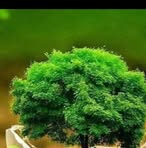 Harminder Thind - Facebook