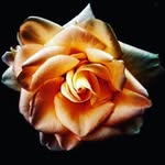 Harminderjit Kaur - @harminderjit1 - Instagram