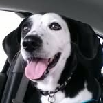 Harmony Killebrew - @harmonykillebrewdog - Instagram