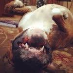 Lewis The Boxer - @lewis_harmon - Instagram