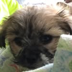 Violet Harmon-Lewis - @violet_the1pup - Instagram