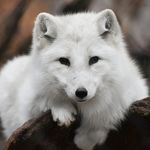 Harmony. Carey - @harmony_fox1029 - Instagram