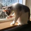 😜Queen Harmony👑 - @harmony.fox - TikTok