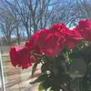 harmonyreynolds64 - @harmonyreynolds64 - TikTok