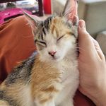 Harmony Rice 😻 - @harmony_calico_kitty - Instagram