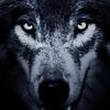 Harry Abrams - @harold.abrams7 - TikTok