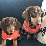 The Chocolate Dachs Bros. - @harold_and_august - Instagram