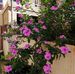 Harold Augustine - Facebook