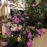 Harold Augustine - @harold.augustine.37 - Instagram