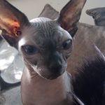Harold Bach - @haroldwelshsphynx - Instagram