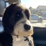 harold cash bacon - @haroldcashbacon - Instagram
