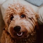 Mackey Harold Bacon-Lang - @mackeythedood - Instagram