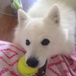 Harold J Bartholomew "Harry" - @harrythenaughtyspitz - Instagram