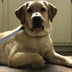 harold & Bert - @auge_doggies - Instagram