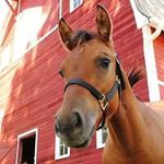 Harold Bertelsen - @haroldbertelsen - Instagram