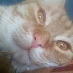 Bob Harold David Bowie - @bobeksmrodek.priv - Instagram