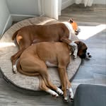Walter and Harold - @walter.and.harold.boxer - Instagram