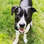 Harold Calvert - @harold_the_dog_16 - Instagram